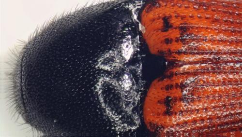Réf. 282 963 : Ampedus rufipennis
